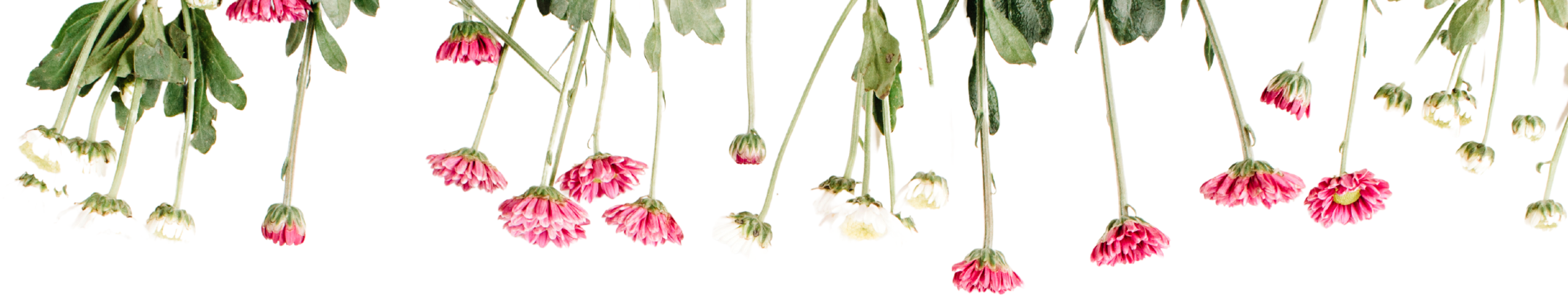 red modern mother's day Banner Landscape (2240 x 1260 px) (2560 x 488 px) red modern mother's day Banner Landscape (2240 x 1260 px) (2560 x 488 px)